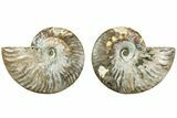 Cut & Polished, Agatized Ammonite Fossil - Madagascar #229866-1